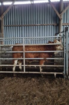 Vieroitetut sonnivasikat n. 200-220 pv ab x sim x lim n. 27 kpl
