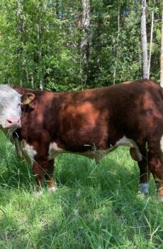 Hereford sonnivasikat n. 25 kpl