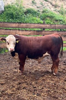 Hereford sonnivasikat n. 50 kpl
