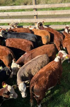 Hereford lehmävasikat n. 50 kpl