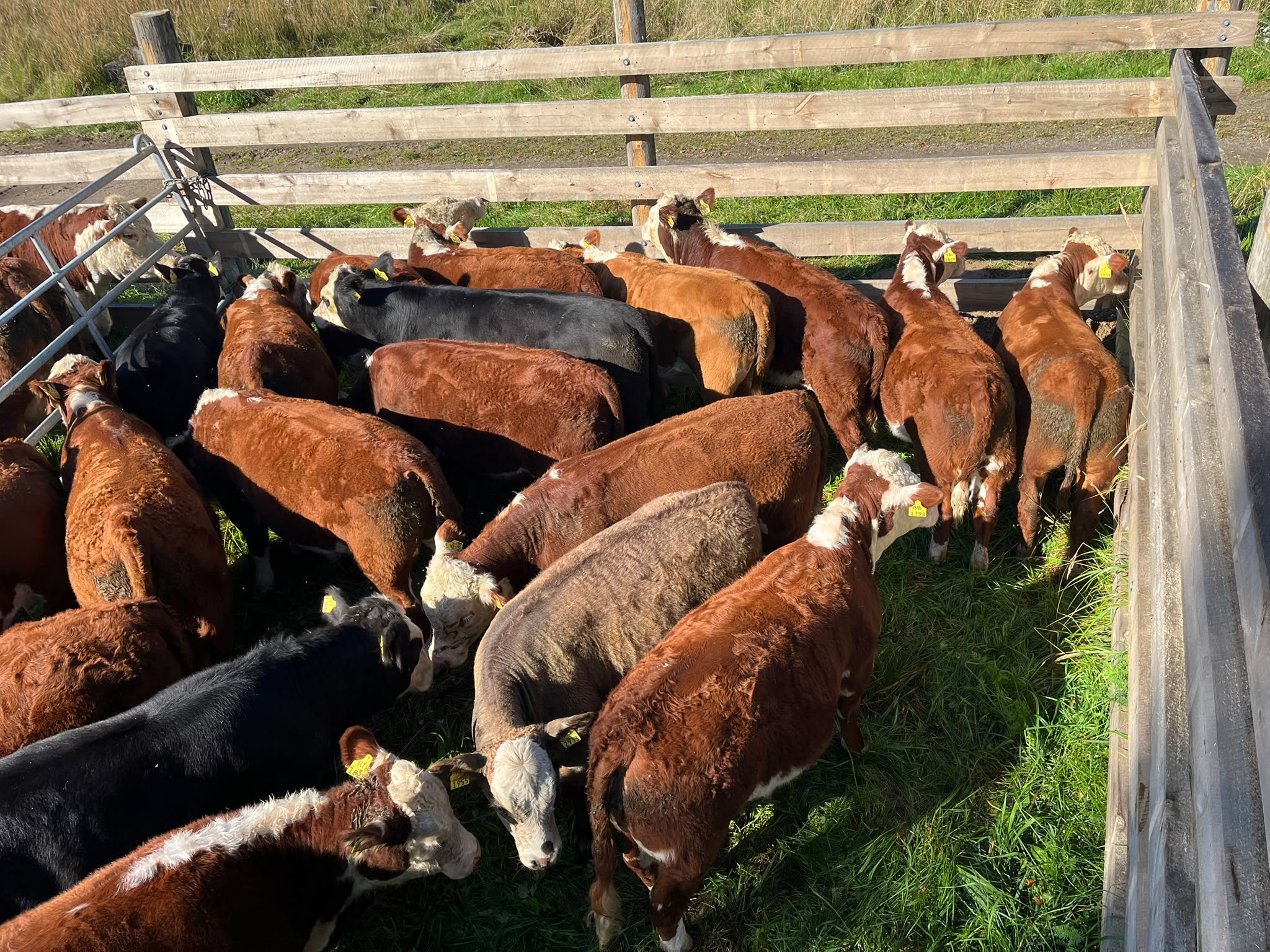Hereford lehmävasikat n. 50 kpl