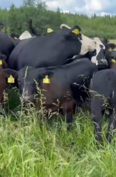 Risteytysvasikat hereford/angus  40-50 kpl