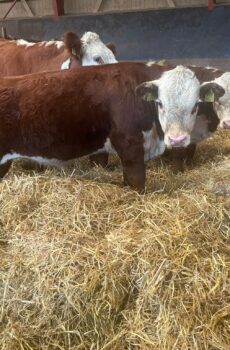 Hereford sonnivasikat n. 25 kpl