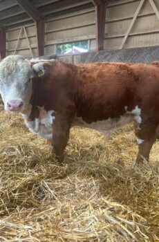 Hereford sonnivasikat n. 50 kpl